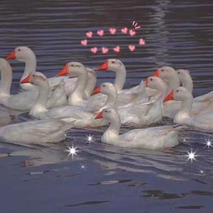 人妻中文字幕视频
